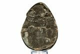 Septarian Dragon Egg Geode - Sparkly Black Crystals #308821-2